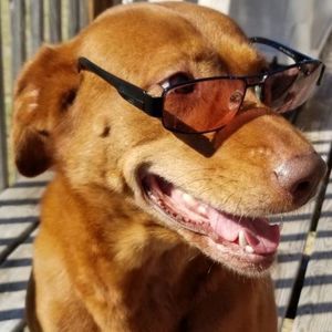 Meet your Posher, Elvia